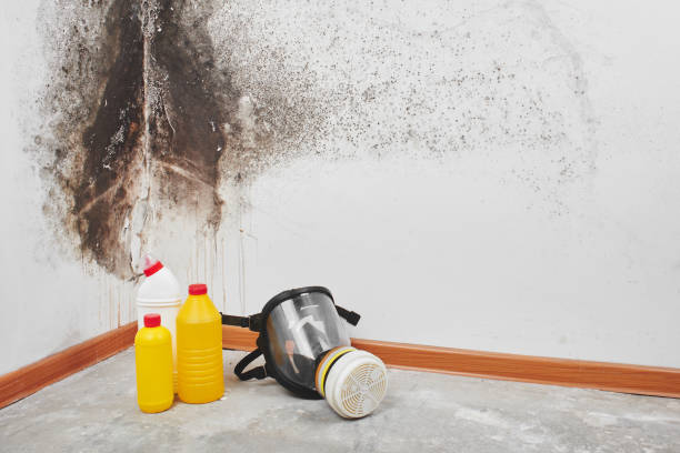 Best Preventive Mold Services in Merriam Woods, MO