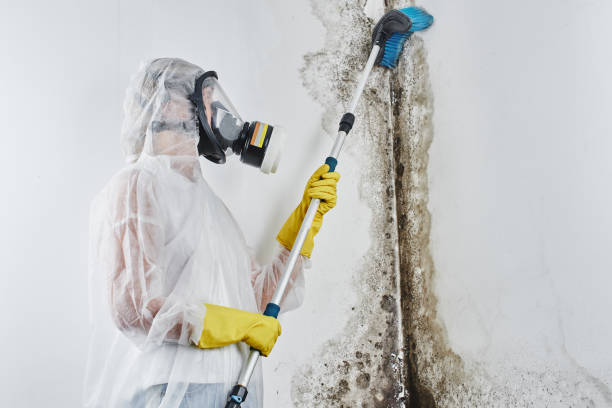 Best Mold Remediation for Specific Building Types in Merriam Woods, MO