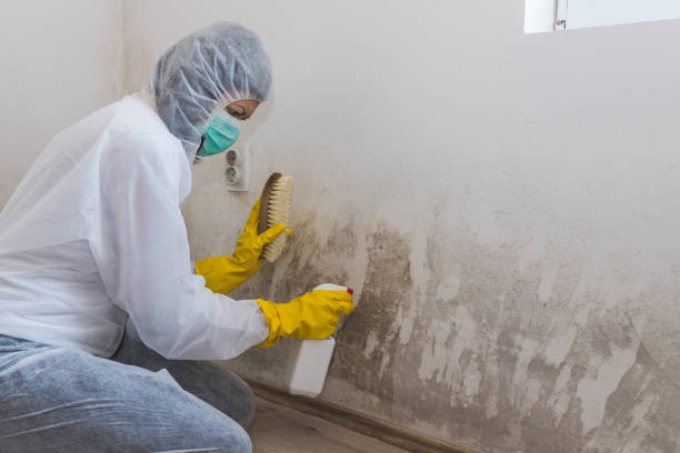 Best Crawl Space Mold Remediation in Merriam Woods, MO