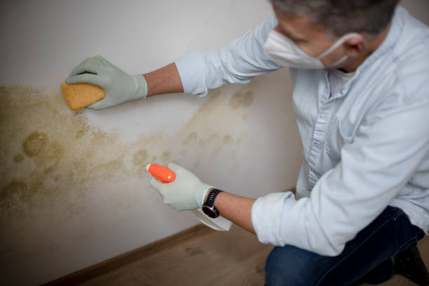 Best Industrial Mold Remediation in Merriam Woods, MO