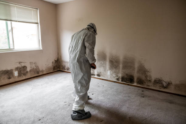Best Post-Flood Mold Remediation in Merriam Woods, MO